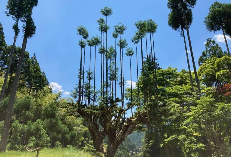 Mit der Daisugi-Technik behandelte Zeder in Kityama im Wald vor blauem Himmel